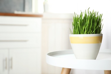 Photo of Ceramic pot with fresh wheat grass on table against blurred background, space for text