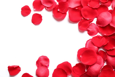 Fresh red rose petals on white background, top view