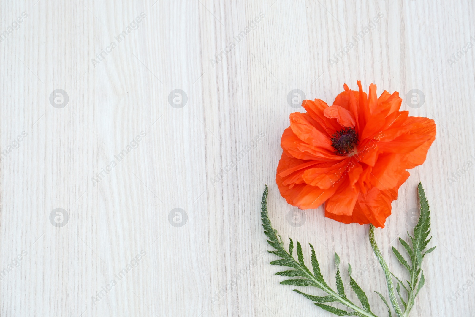 Photo of Beautiful bright red poppy flower on white wooden background, top view. Space for text