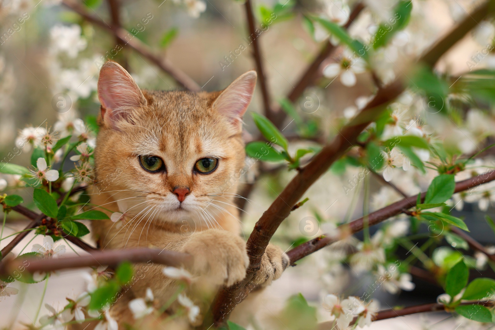 Photo of Cute cat among blossoming spring tree branches outdoors