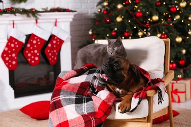 Cute dog covered with plaid and cat on armchair in room decorated for Christmas