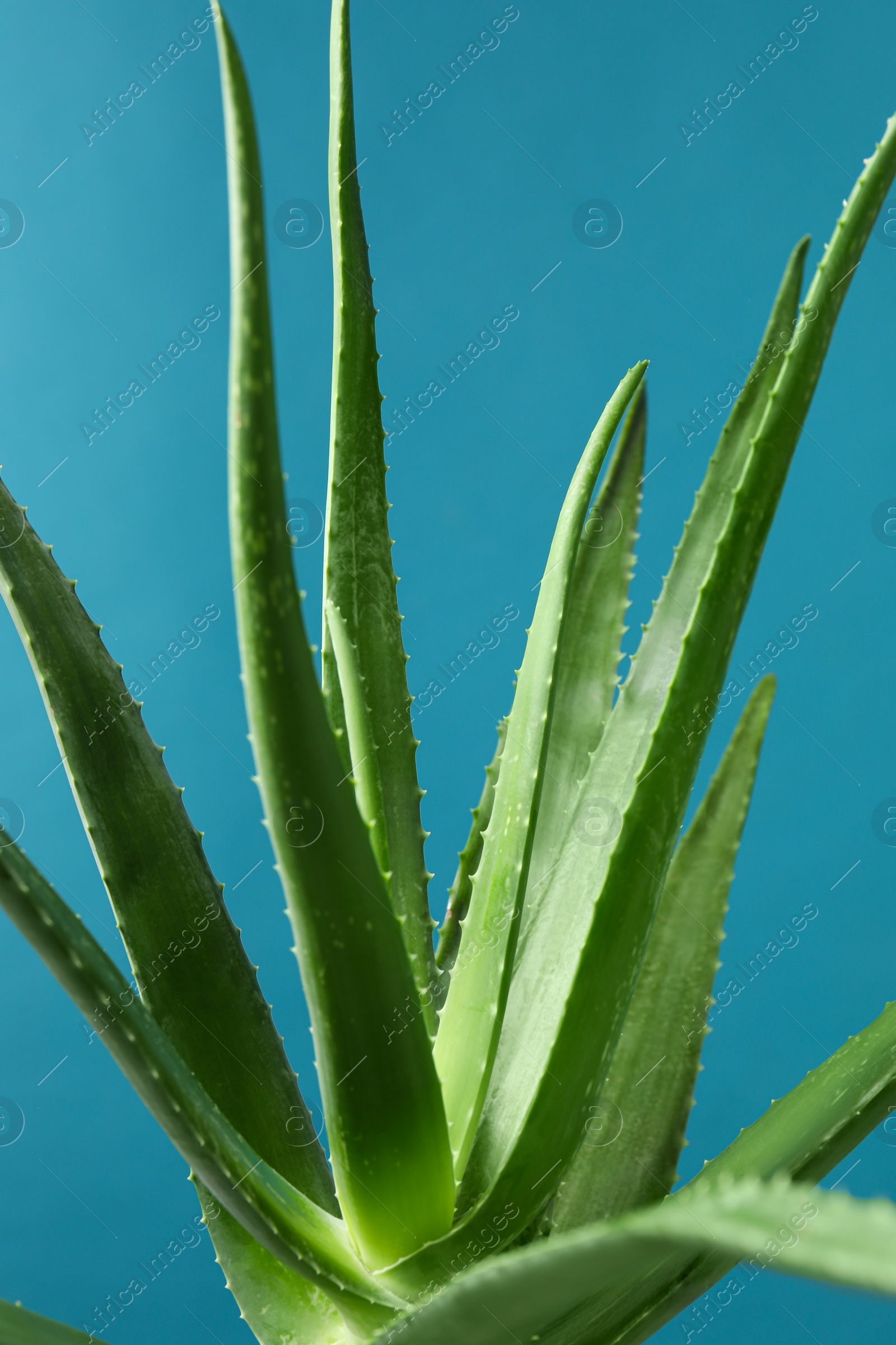 Photo of Green aloe vera plant on light blue background, closeup