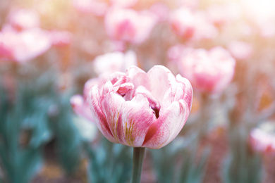 Beautiful blooming tulip outdoors on spring day