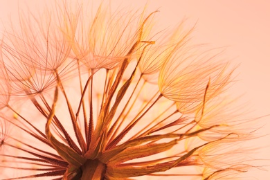 Dandelion seed head on color background, close up