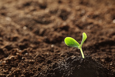 Photo of Young vegetable seedling growing in soil outdoors, space for text