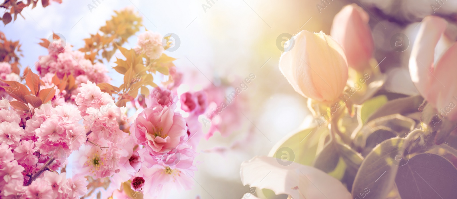 Image of Closeup view of beautiful blossoming trees outdoors, banner design. Springtime