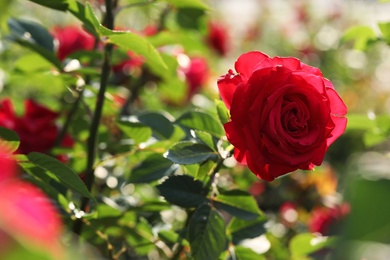 Photo of Beautiful blooming rose in garden on sunny day, space for text