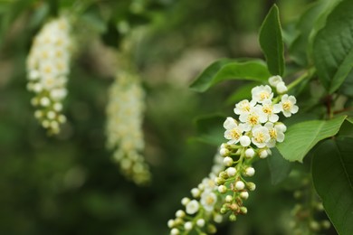 Photo of Blossoming bird cherry tree outdoors, closeup view