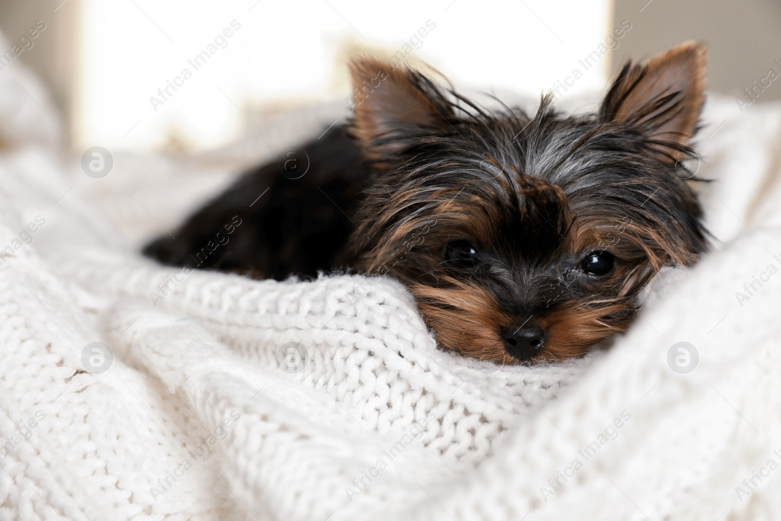 Photo of Cute Yorkshire terrier puppy on bed, closeup. Happy dog