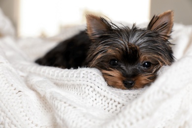 Photo of Cute Yorkshire terrier puppy on bed, closeup. Happy dog