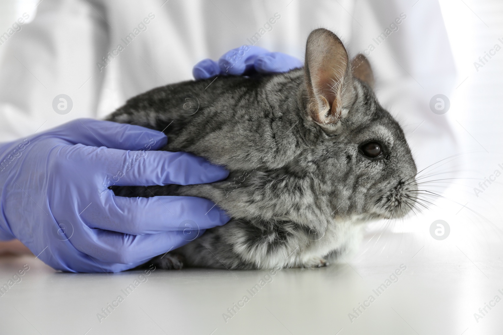 Photo of Veterinarian doctor examining cute chinchilla at white table, closeup