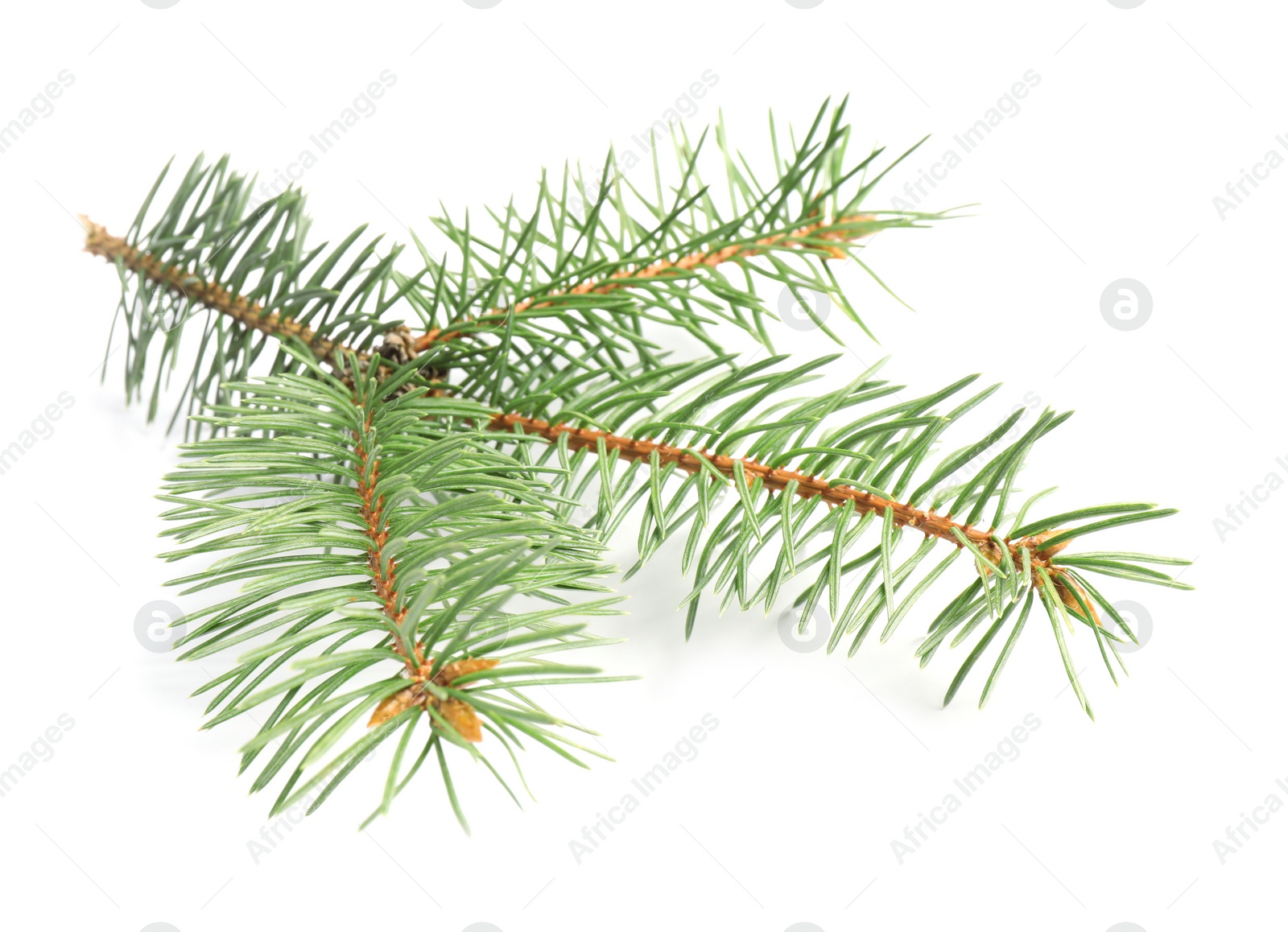 Photo of Branch of Christmas tree on white background