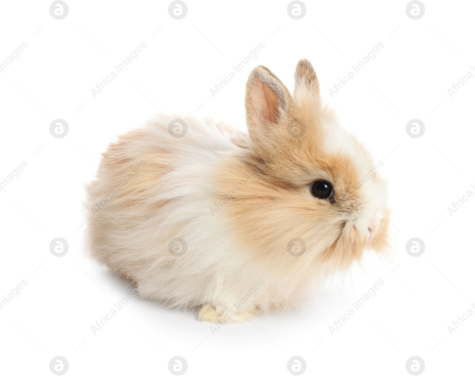 Photo of Cute fluffy pet rabbit isolated on white