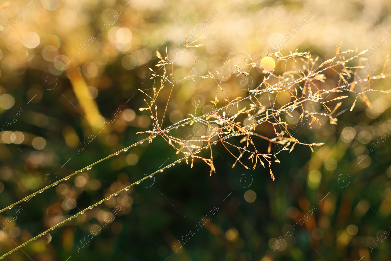 Photo of Plant with fresh dew in meadow on morning, closeup