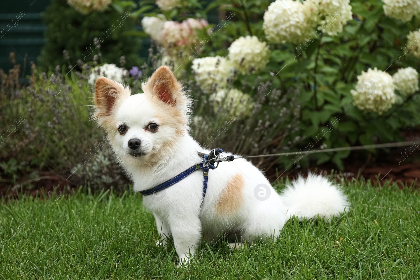 Photo of Cute Chihuahua with leash on green grass in park. Dog walking