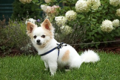 Cute Chihuahua with leash on green grass in park. Dog walking