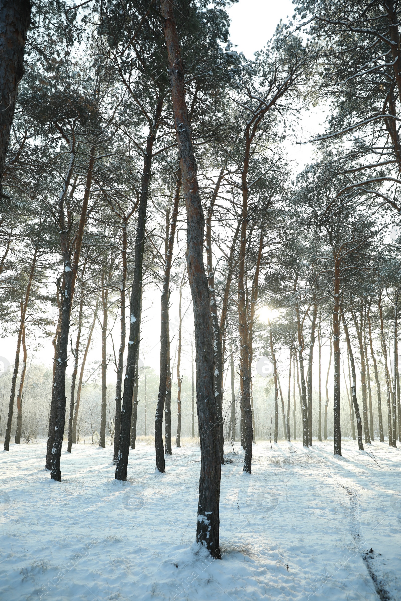 Photo of Beautiful snowy forest on sunny morning in winter