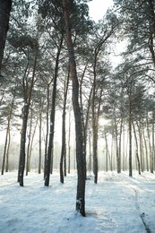 Beautiful snowy forest on sunny morning in winter