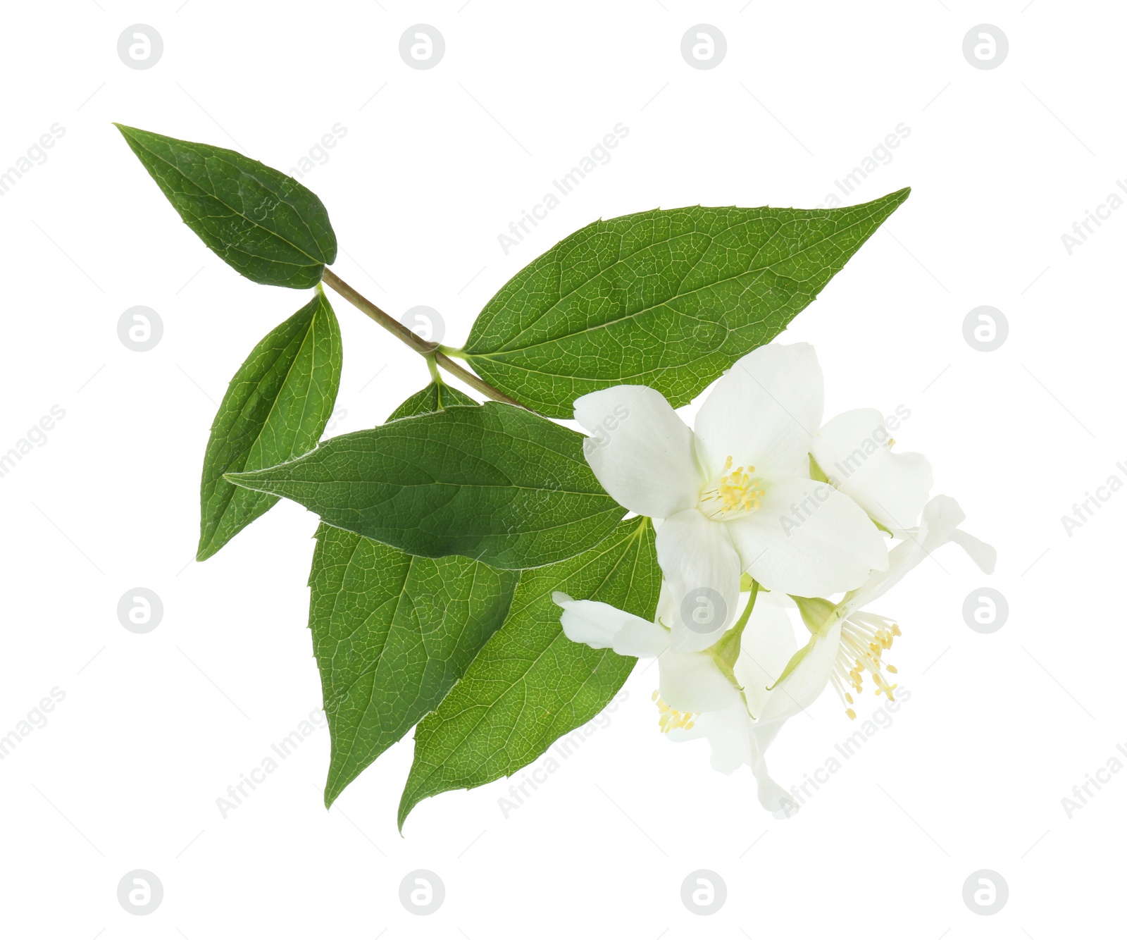 Photo of Branch of jasmine flowers and leaves isolated on white