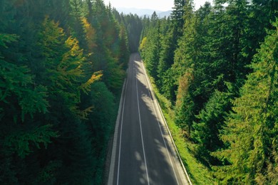 Photo of Asphalt road surrounded by coniferous forest on sunny day. Drone photography