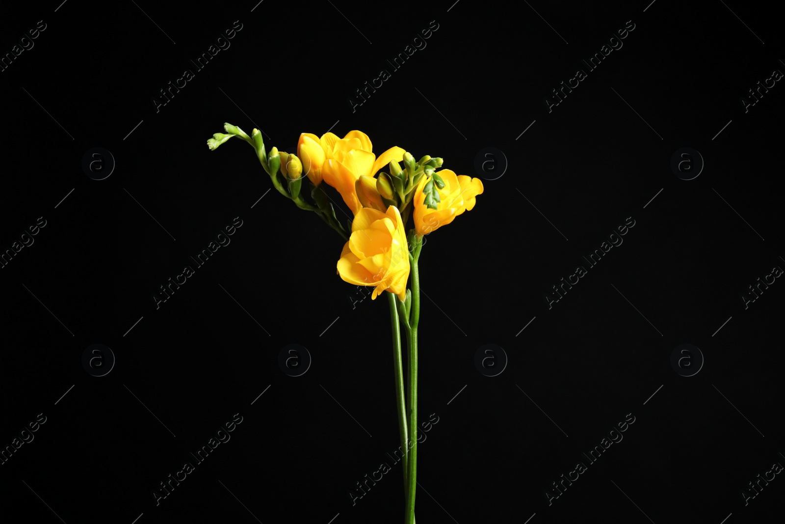 Photo of Beautiful yellow freesia flowers on black background