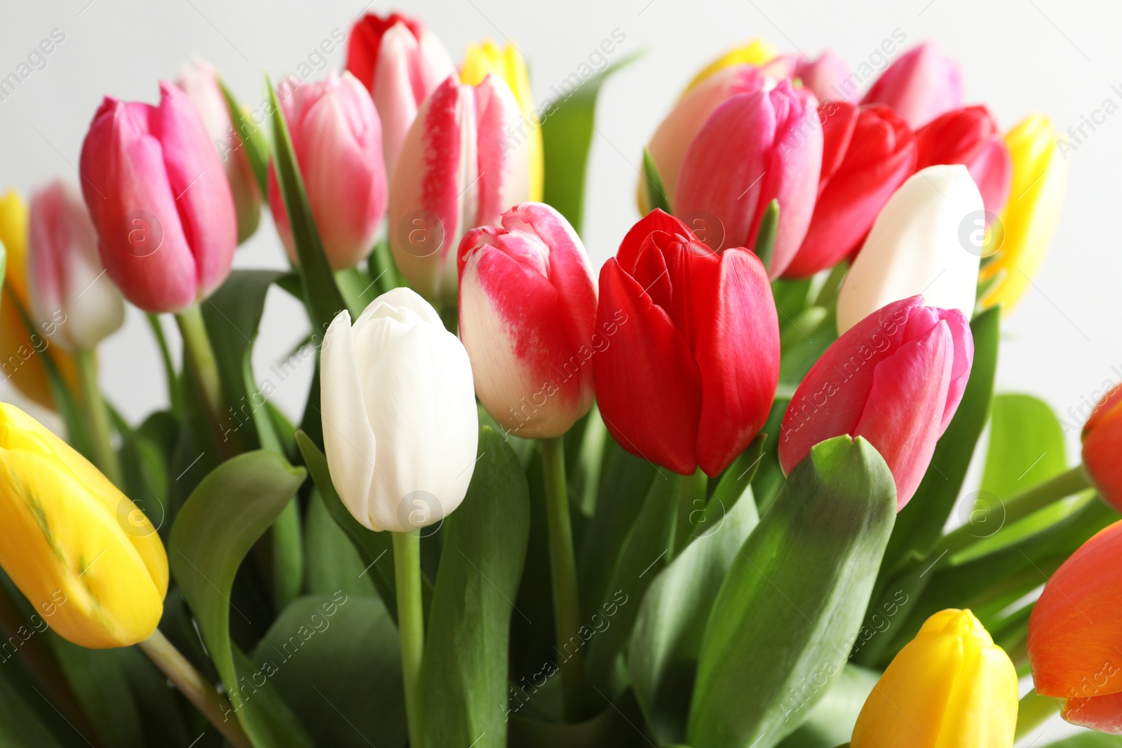 Photo of Beautiful bouquet of bright tulip flowers on light background, closeup