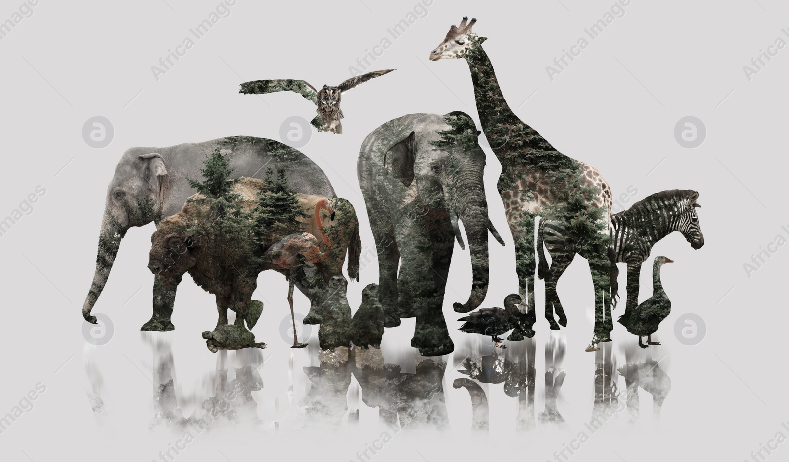 Image of Double exposure of wild animals and forest, banner design