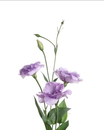 Photo of Beautiful Eustoma flowers on white background