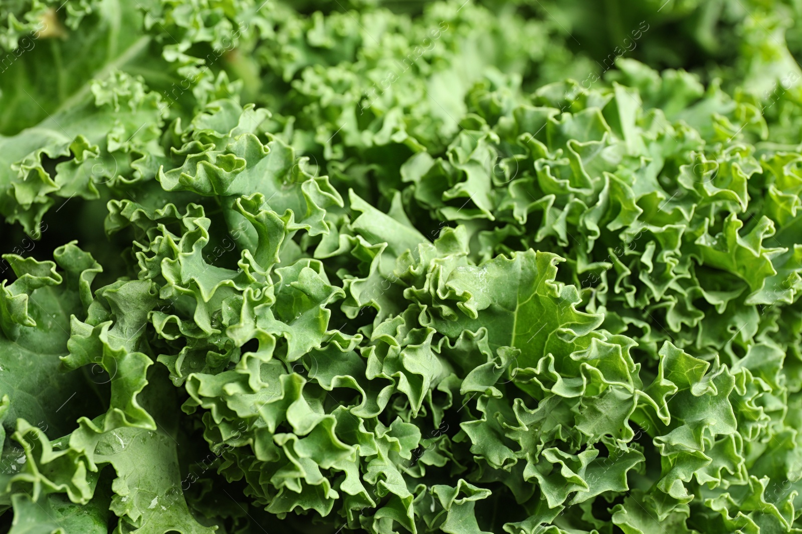 Photo of Fresh green kale leaves as background, closeup