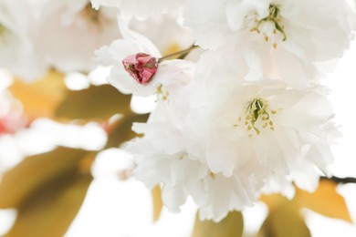 Photo of Beautiful white flowers of blossoming sakura tree, closeup