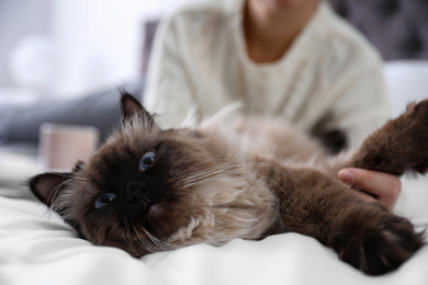 Photo of Woman playing with her cute Balinese cat on bed at home, closeup. Fluffy pet