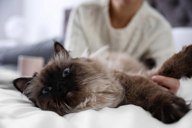 Woman playing with her cute Balinese cat on bed at home, closeup. Fluffy pet