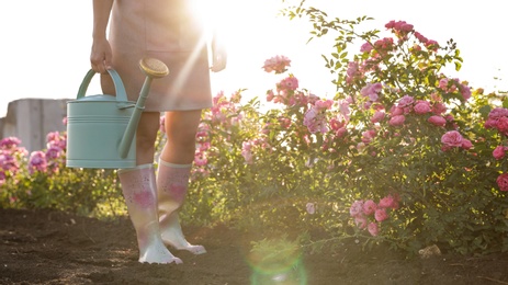 Woman with watering can near rose bushes outdoors, closeup. Gardening tool