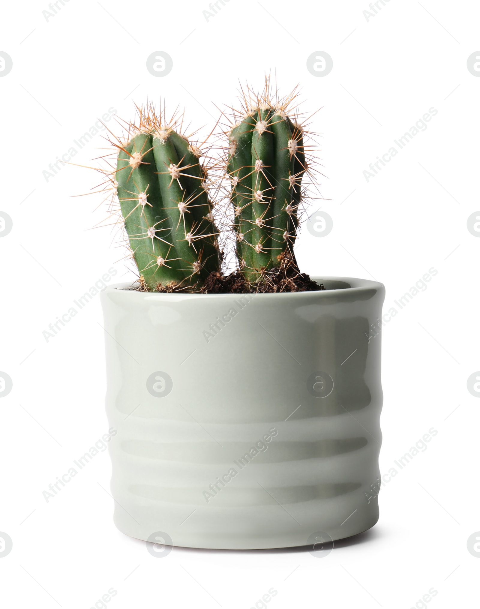 Photo of Beautiful green cacti in pot isolated on white