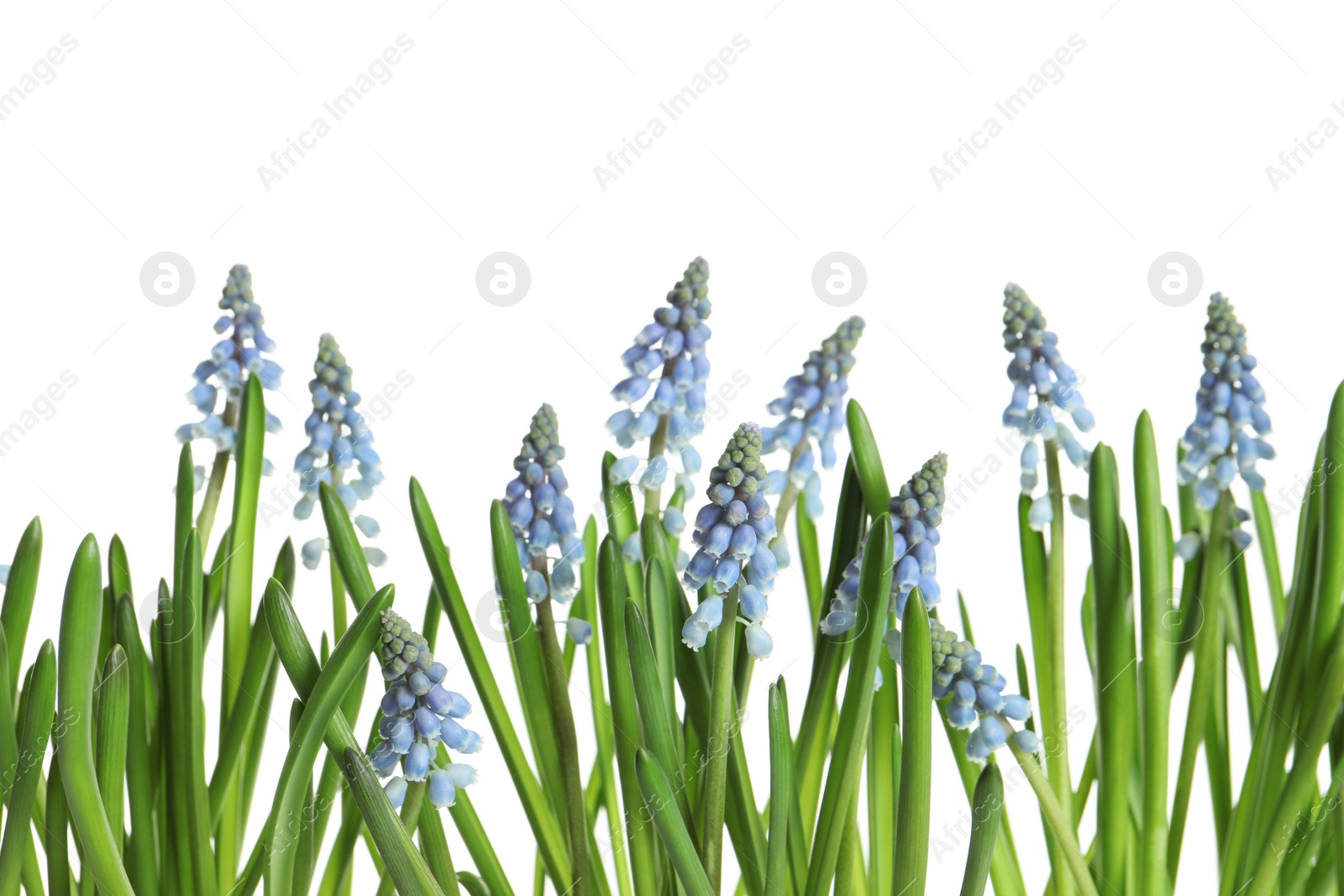 Photo of Beautiful spring muscari flowers on white background