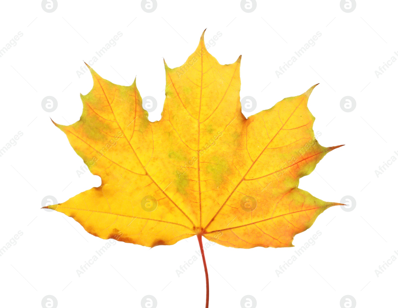 Photo of Beautiful autumn leaf on white background. Fall foliage