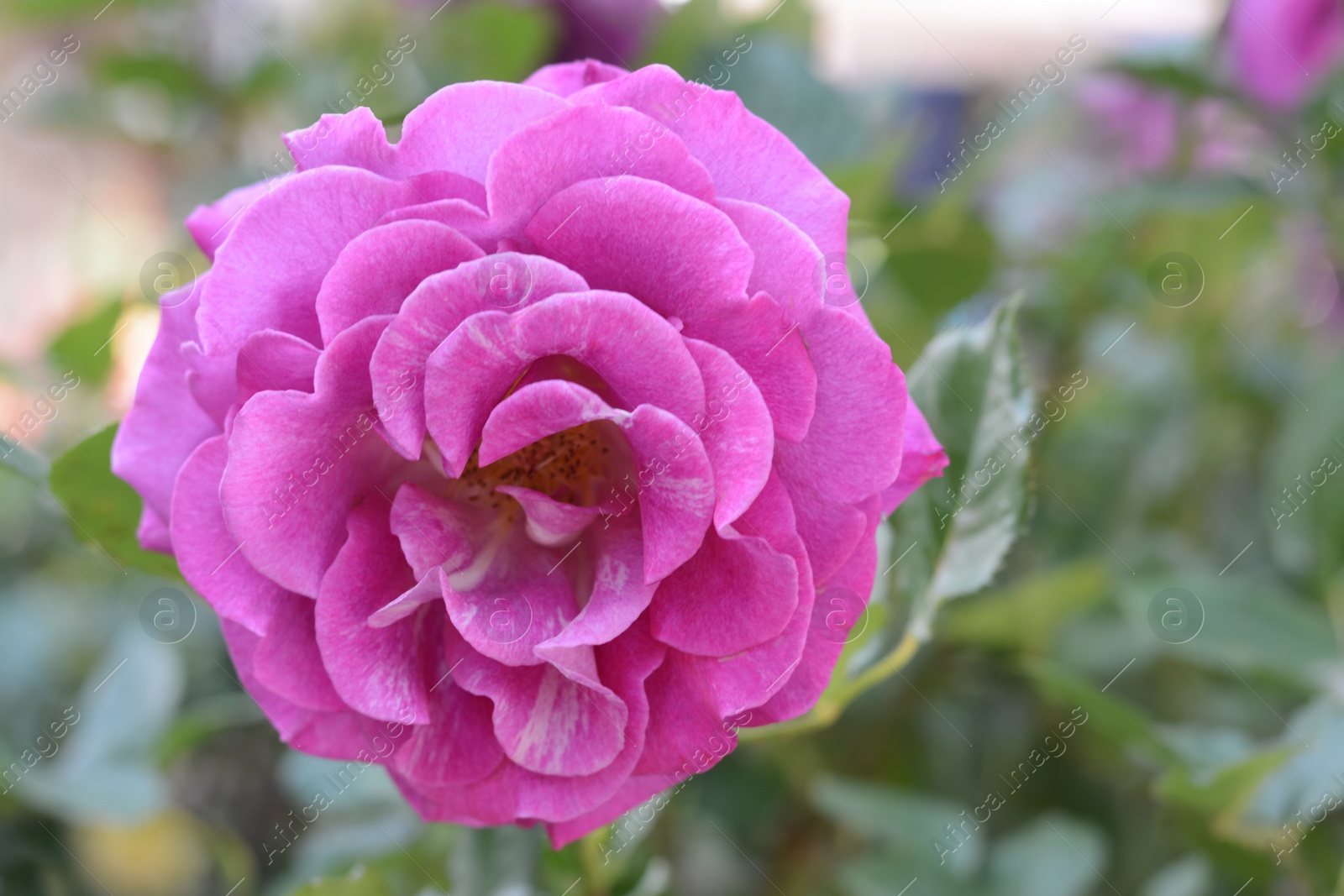 Photo of Beautiful violet rose flower blooming outdoors on sunny day, closeup. Space for text