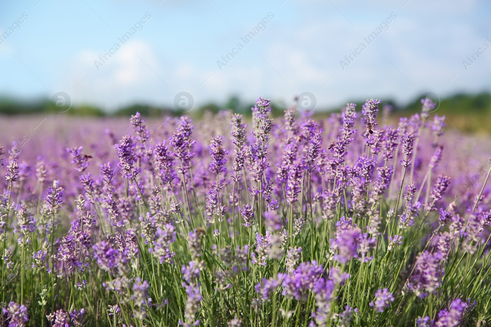 Photo of Beautiful lavender flowers growing in field, closeup