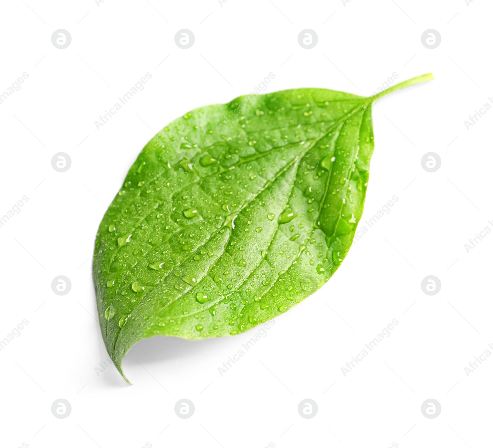 Photo of Green leaf with dew on white background