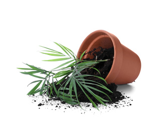 Overturned terracotta flower pot with soil and plant isolated on white