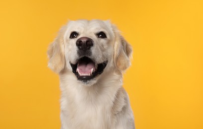 Photo of Cute Labrador Retriever showing tongue on orange background