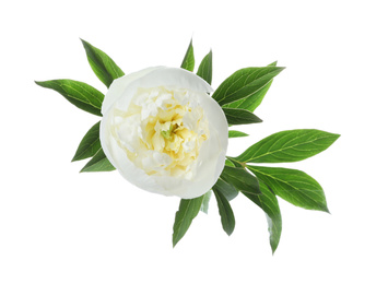 Beautiful blooming peony flower isolated on white