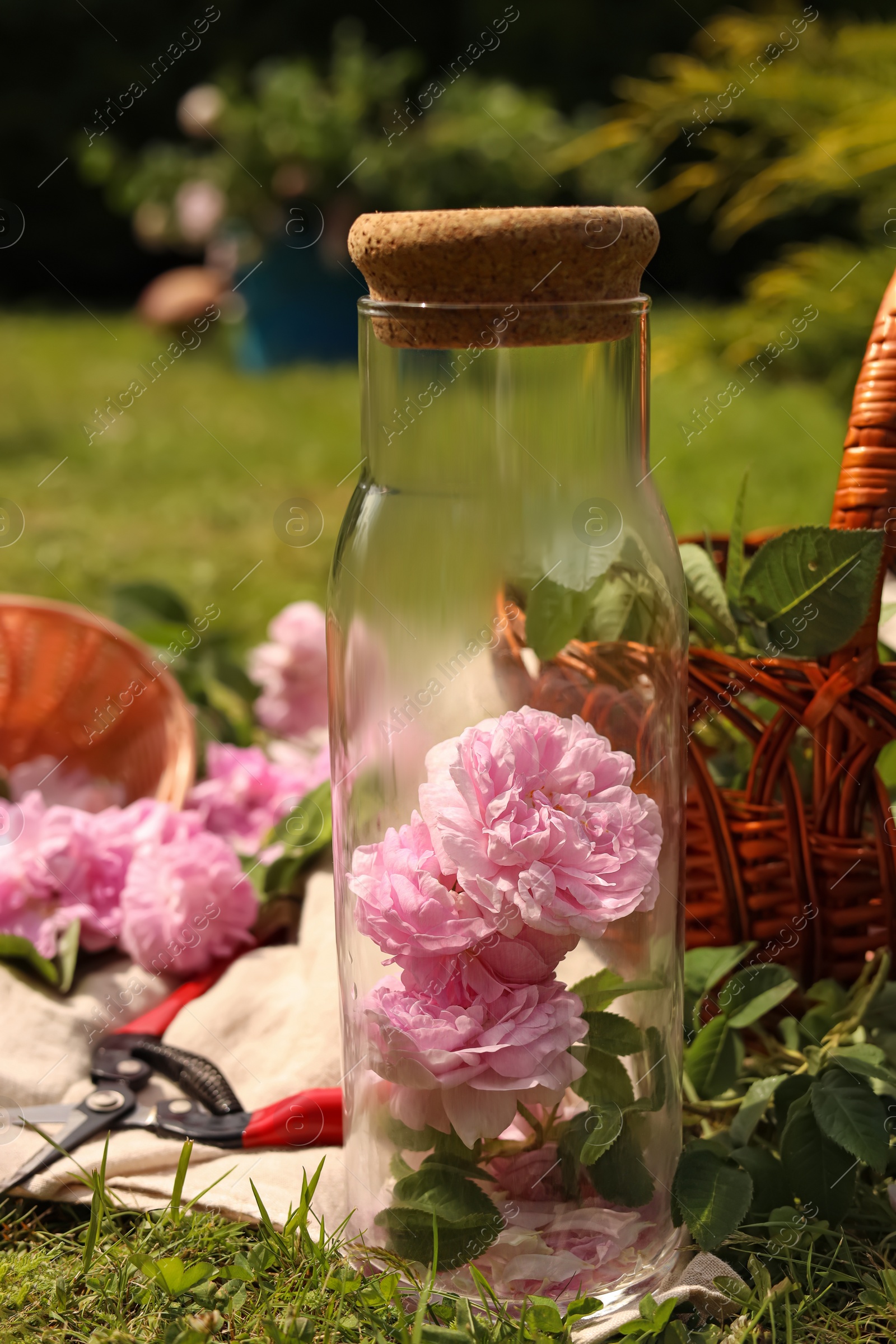 Photo of Glass bottle with beautiful tea roses, baskets and flowers in garden on sunny day