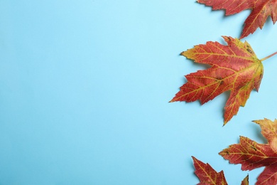 Photo of Colorful autumn leaves on light blue background, flat lay. Space for text