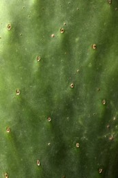 Photo of Closeup view of beautiful cactus as background. Tropical plant