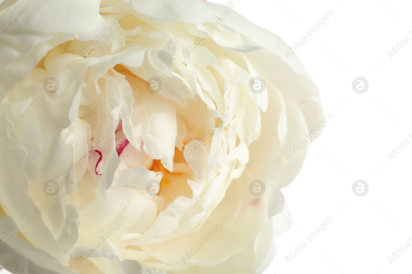 Photo of Beautiful fresh peony flower on white background, top view