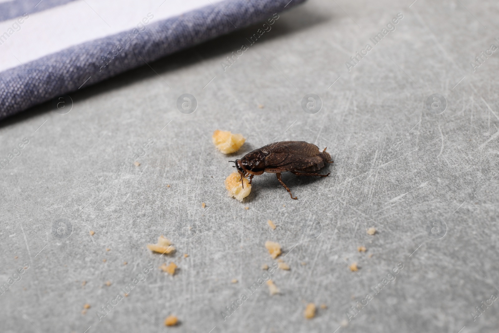 Photo of Cockroach and crumbs on grey table indoors, closeup. Pest control