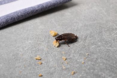 Photo of Cockroach and crumbs on grey table indoors, closeup. Pest control