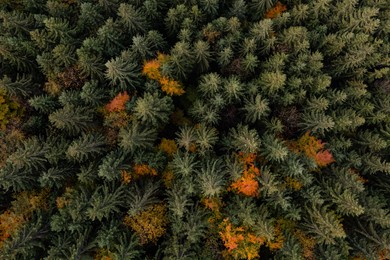 Image of Aerial view of beautiful forest on autumn day