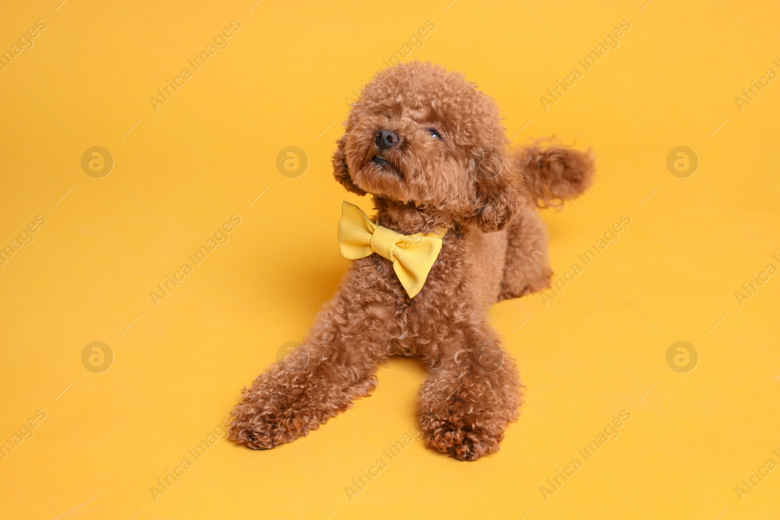 Photo of Cute Maltipoo dog with yellow bow tie on neck against orange background